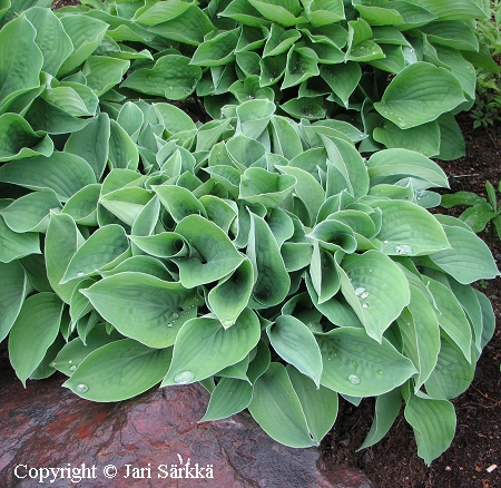 Hosta Tarhafunkia-Ryhm 'Blue Cadet', jalokuunlilja